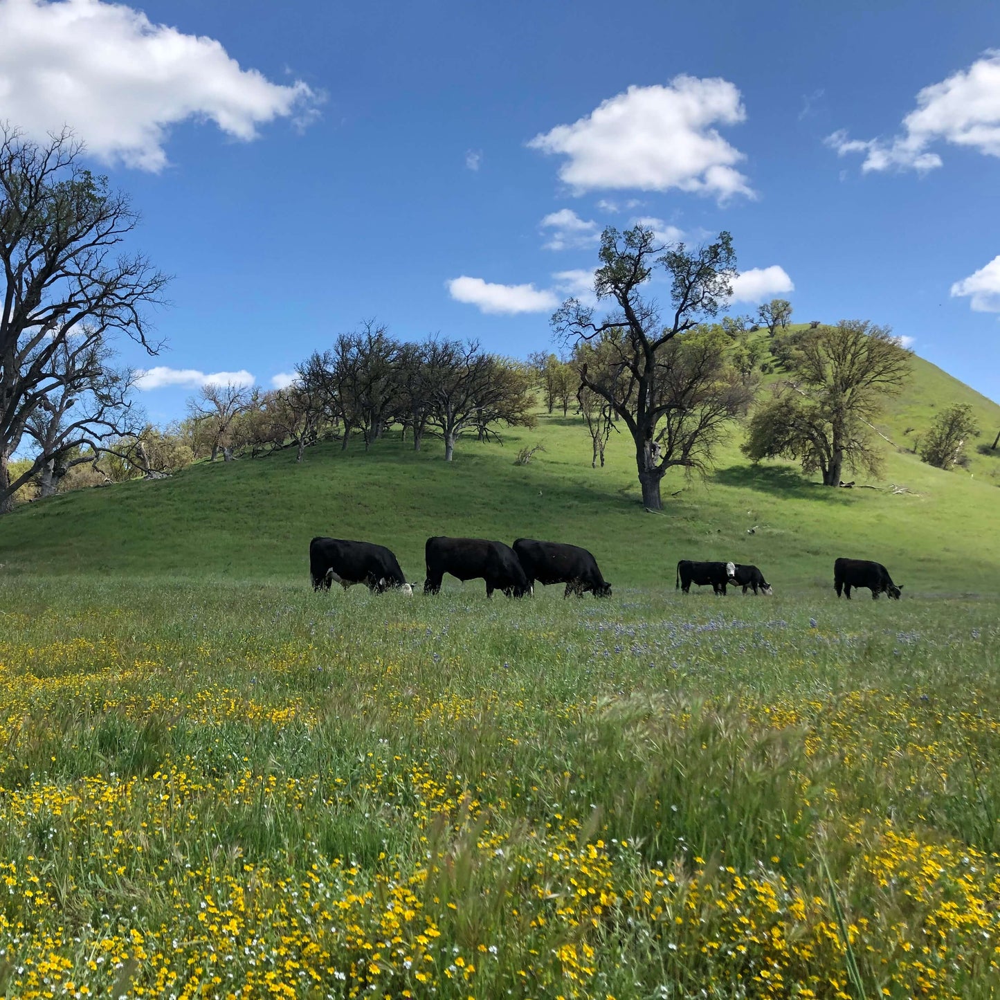 Hearst Ranch - Half Beef