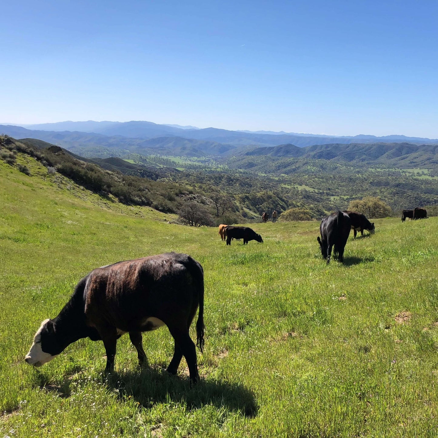 Hearst Ranch - Quarter Beef