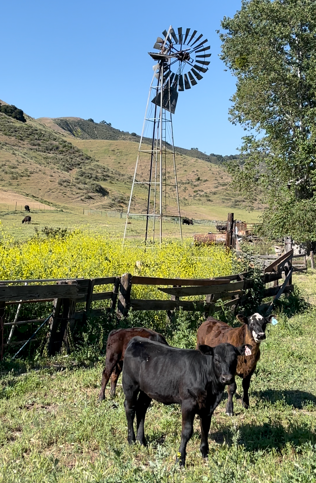 Two cows standing in a field with a windmill and wooden fence in the background.
