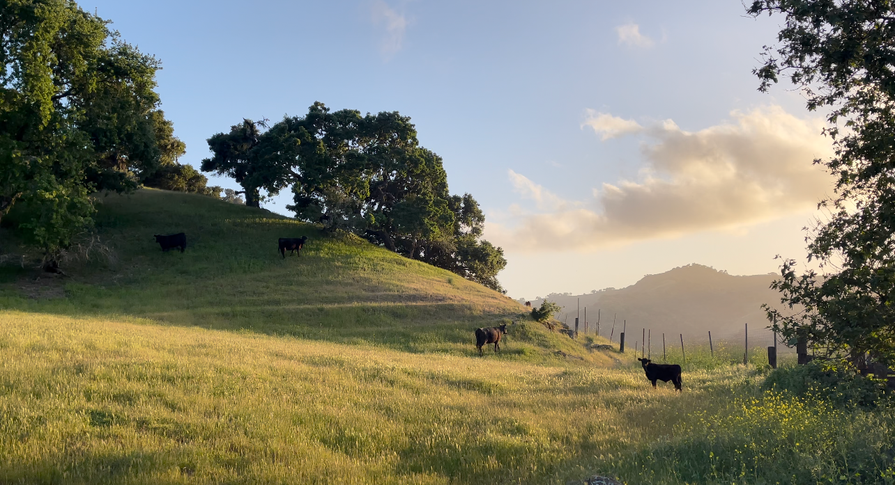 Landscape with green grass, trees, and mountains under a blue sky.