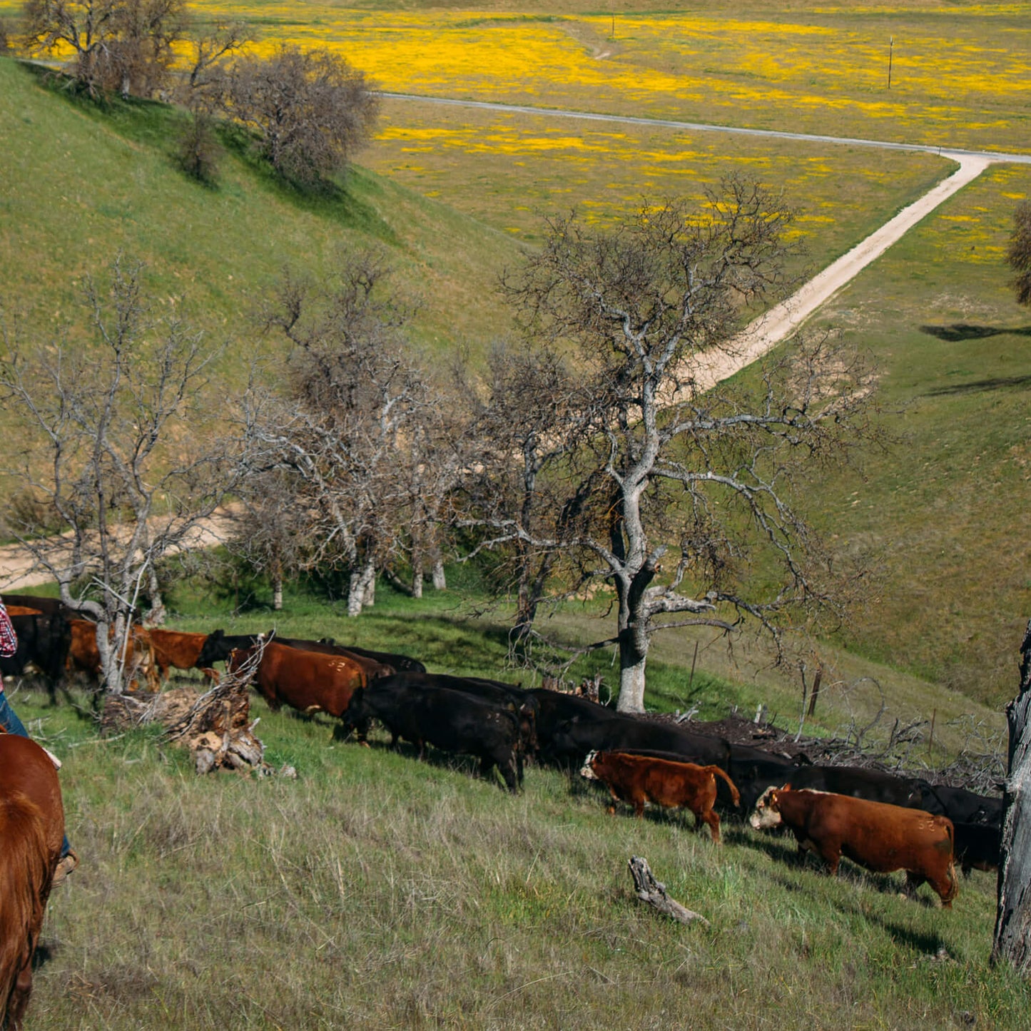 Hearst Ranch - Eighth Beef